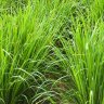 Lemongrass
